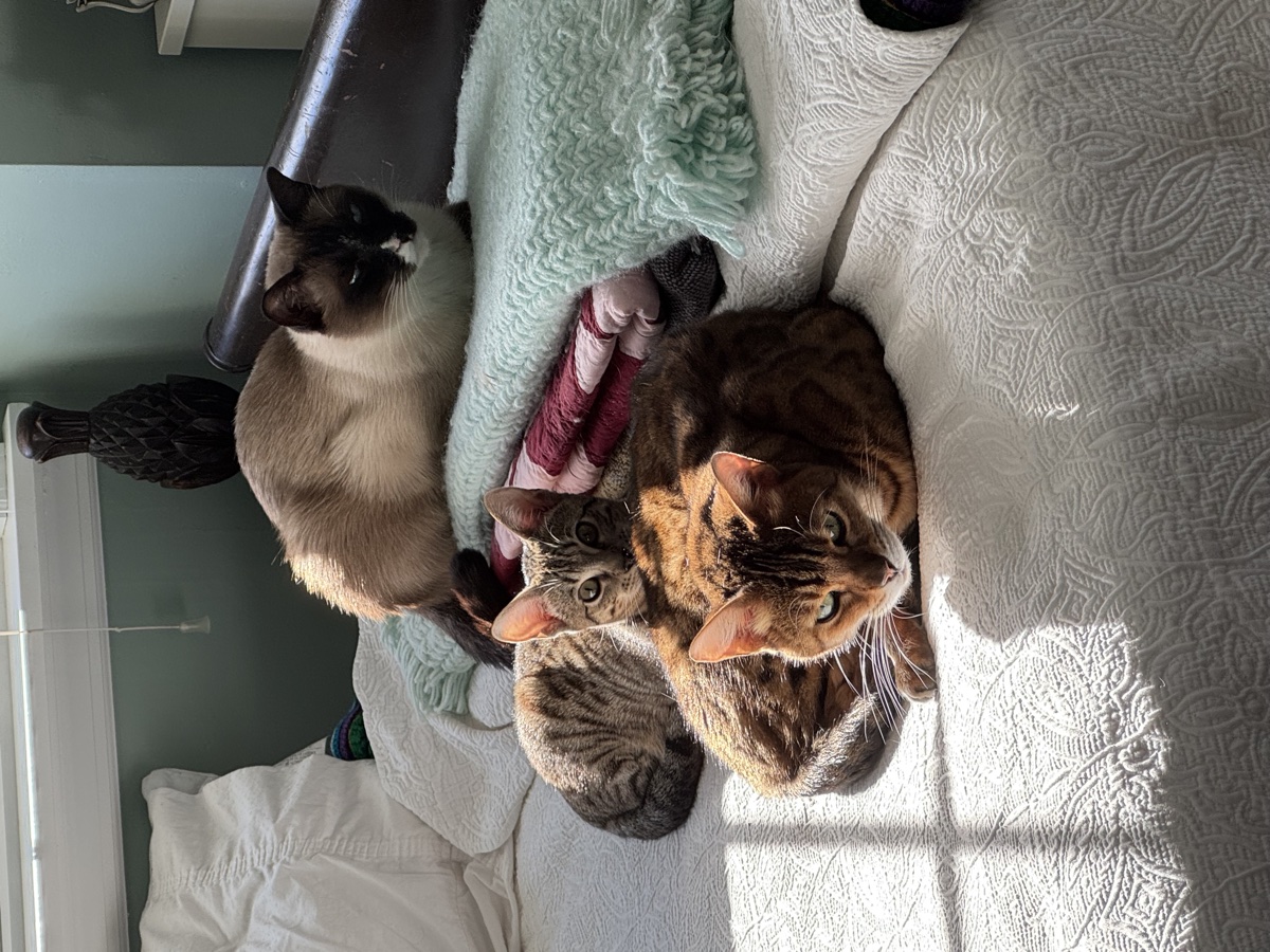 PurrTracks Dual-Track Scratcher - Premium cat scratching post with interactive ball tracks