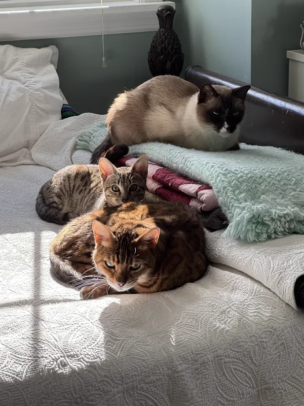 PurrTracks Dual-Track Scratcher